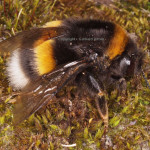 Dunkle Erdhummel