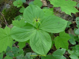 Die Einbeere (Paris quadrifolia), auch Vierblättrige Einbeere, ist eine giftige Pflanzenart aus der Familie der Germergewächse (Melanthiaceae).