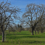 Streuobstwiese auf dem Rechberg