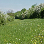 blühende Wiese auf dem Rechberg