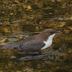 Wasseramsel