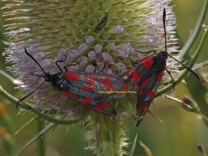 Steinbrech-Widderchen (Zygaena filipendulae)