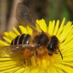 Andrena flavipes Gemeine Sandbiene