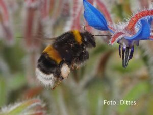 Erdhummel an Blüte