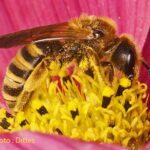 Gelbbindige Furchenbiene