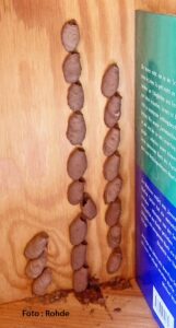 Grabwespe Sceliphron curvatum