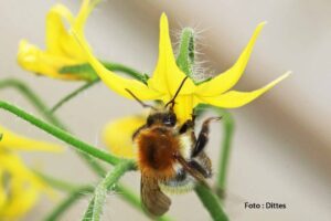 Hummel an Tomatenblüte