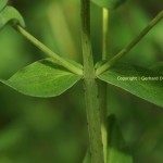 Hypericum-Blätter