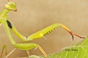 Mantis