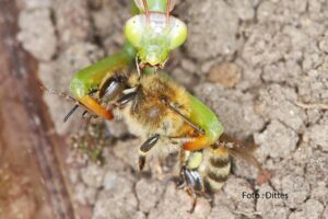Gottesanbeterin fängt Wildbiene