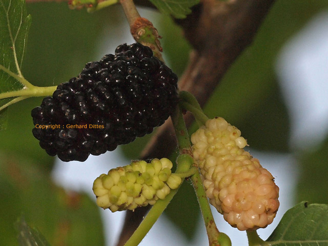 ja Wahnsinn diese tollen großen Früchte am leckeren schwarzen Maulbeerbaum ! 