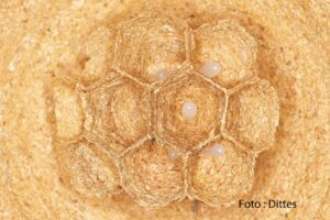 Primärnest asiatische Hornisse