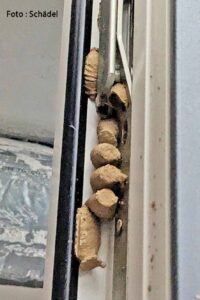 Grabwespe Sceliphron curvatum