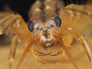 das Bild zeigt den Kopf eines Spinnenläufers auch Spinnenassel genannt. Lateinischer Name ist Scutigera coleoptrata
