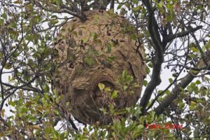 Sekundärnest asiatische Hornisse