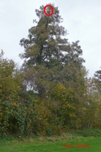 Sekundärnest asiatische Hornisse in großer Höhe