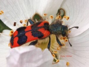 Zottiger Bienenkäfer Trichodes alvearius