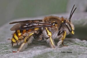 Wollbiene (Anthidium manicatum)