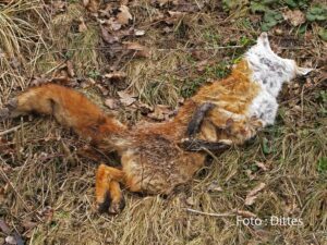 toter Fuchs